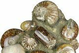 Tall, Composite Ammonite Fossil Display - Madagascar #175806-1